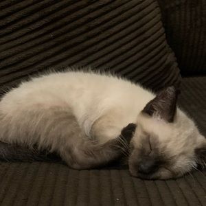 Meet your Posher Noelle